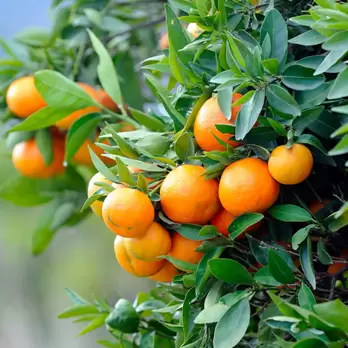 horticulture - citrus