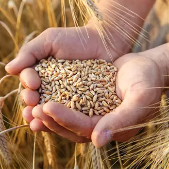 Broadacre-Grain-Crops-Water-Dynamics